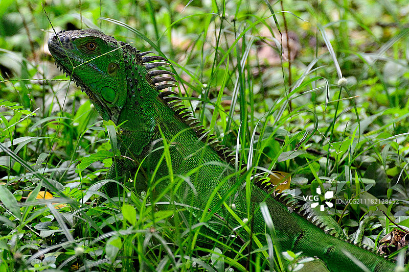 绿色变色龙图片素材