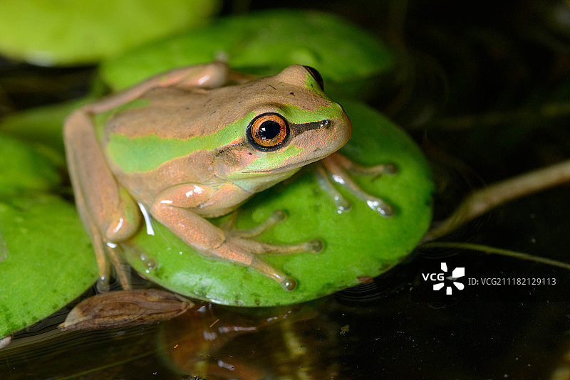 拉纳萨巴内拉 - 唇指树蛙图片素材