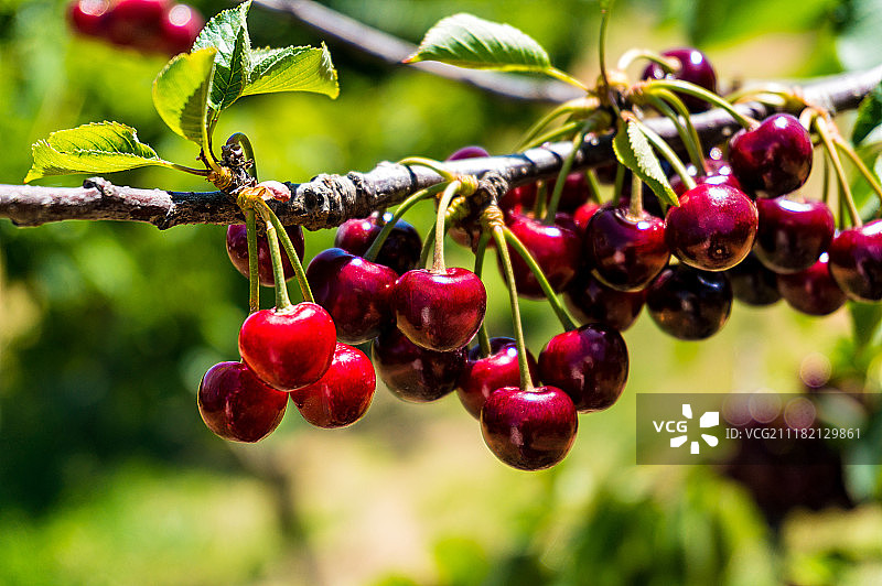 树上美丽的樱桃图片素材