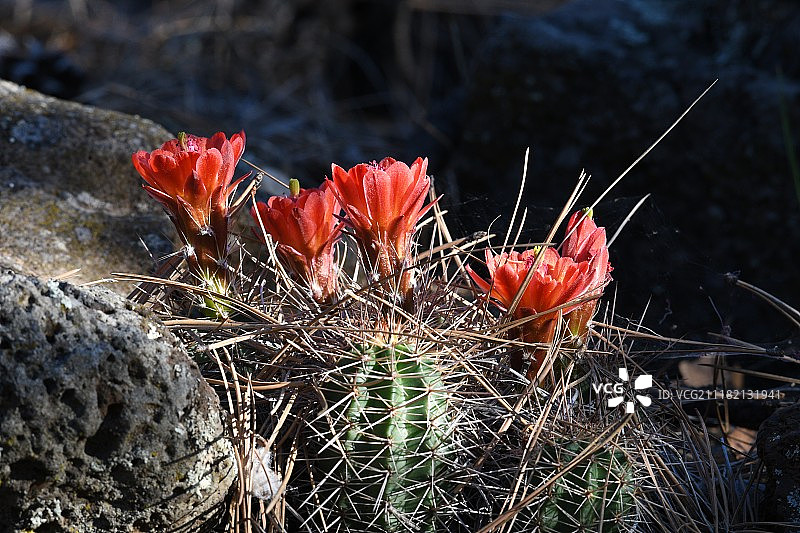 仙人掌的花图片素材