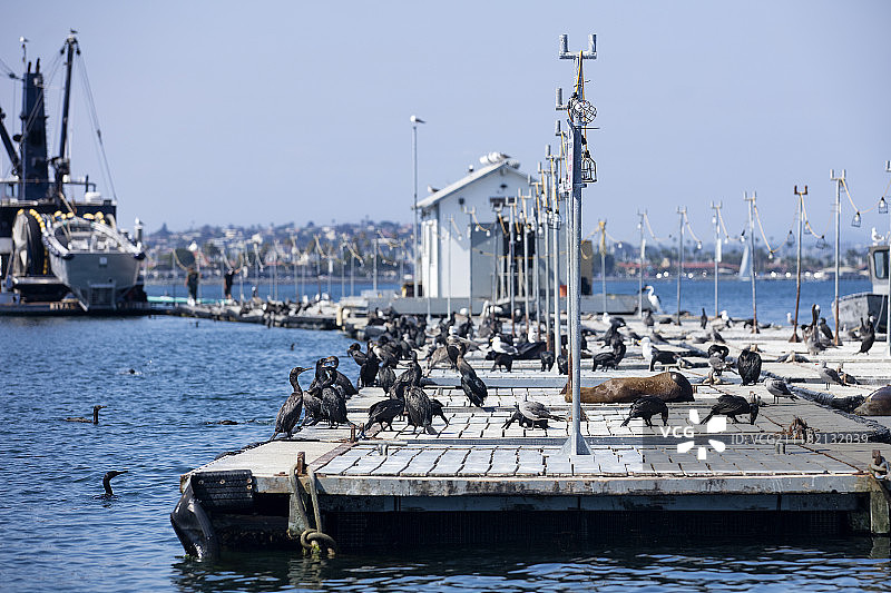 圣地亚哥诱饵驳船图片素材