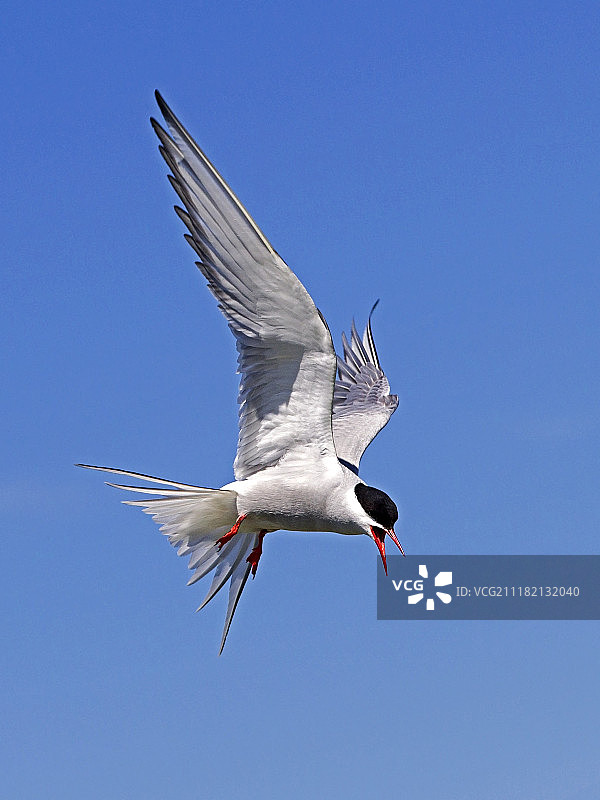 悬停的北极燕鸥图片素材