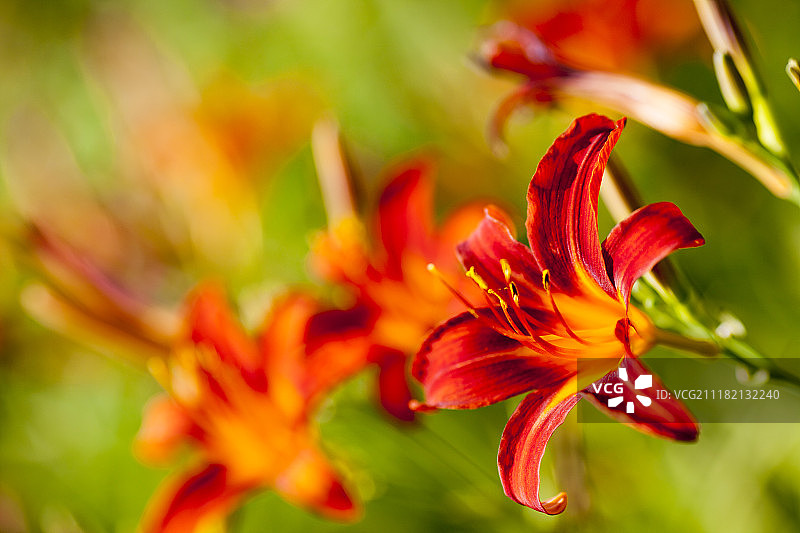 七月的一天图片素材