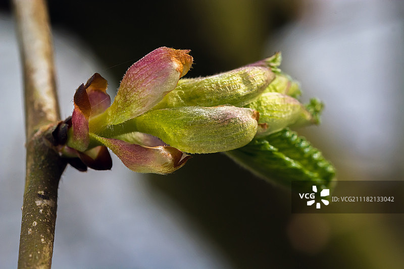 萌芽的脱衣舞图片素材