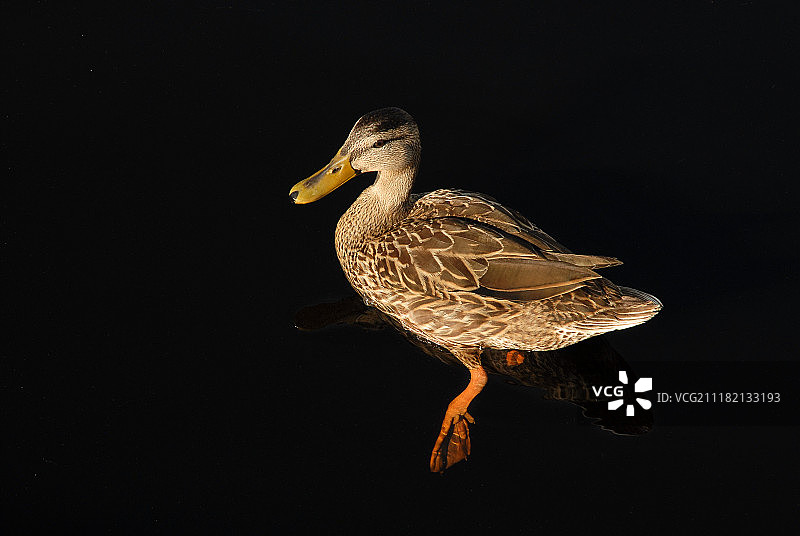 游水的雌性绿头鸭图片素材