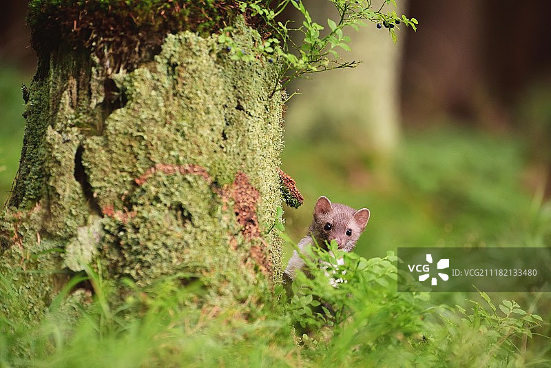 欧洲松貂图片素材