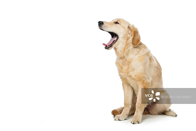 年轻漂亮的金毛寻回犬图片素材