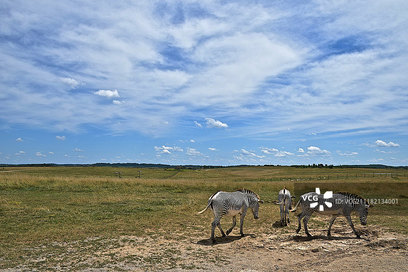 野生动物园 - 格雷维斑马图片素材