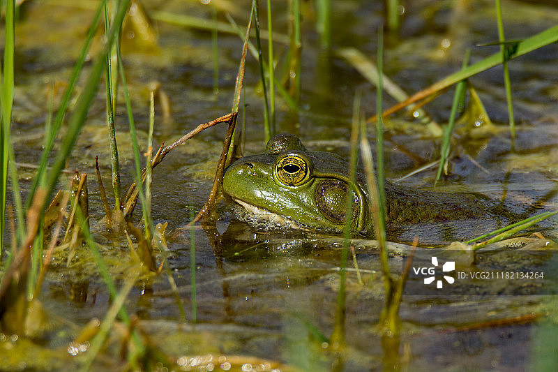 水中的青蛙图片素材