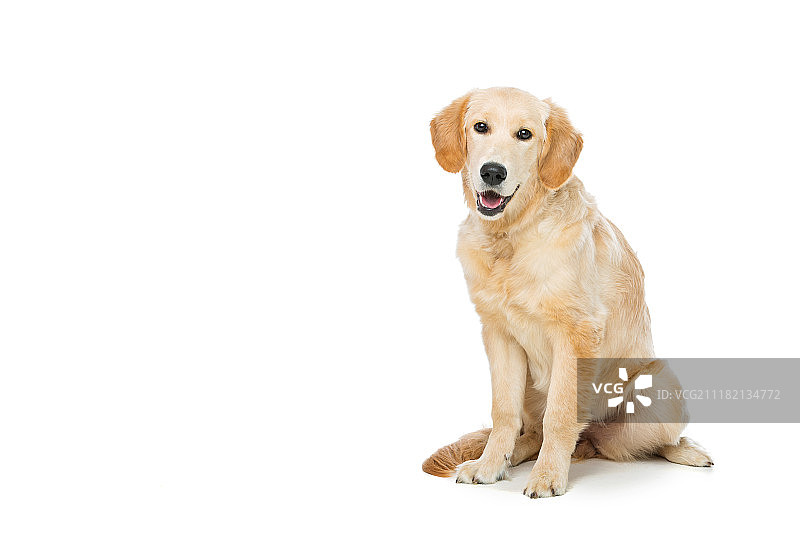 年轻漂亮的金毛寻回犬图片素材