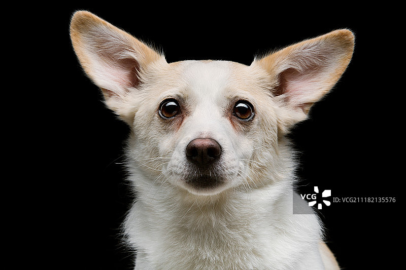 黑色背景上的混血犬图片素材