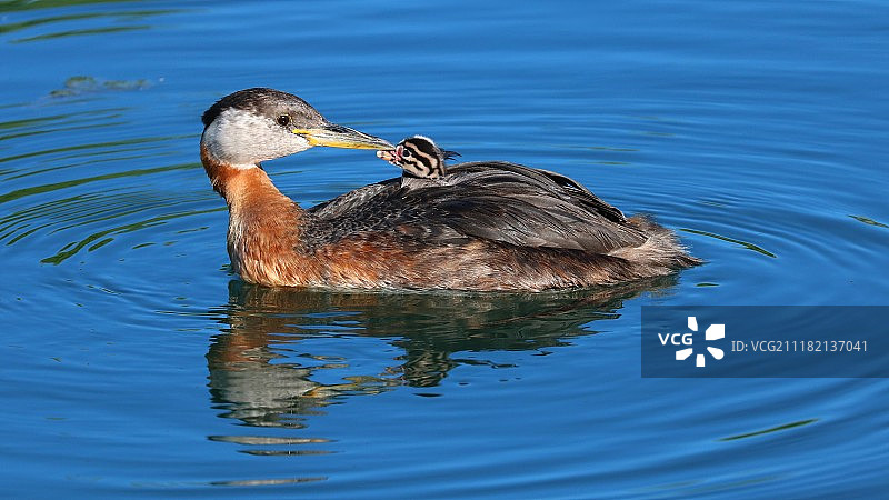 赤颈鸊鷉——母爱之吻图片素材