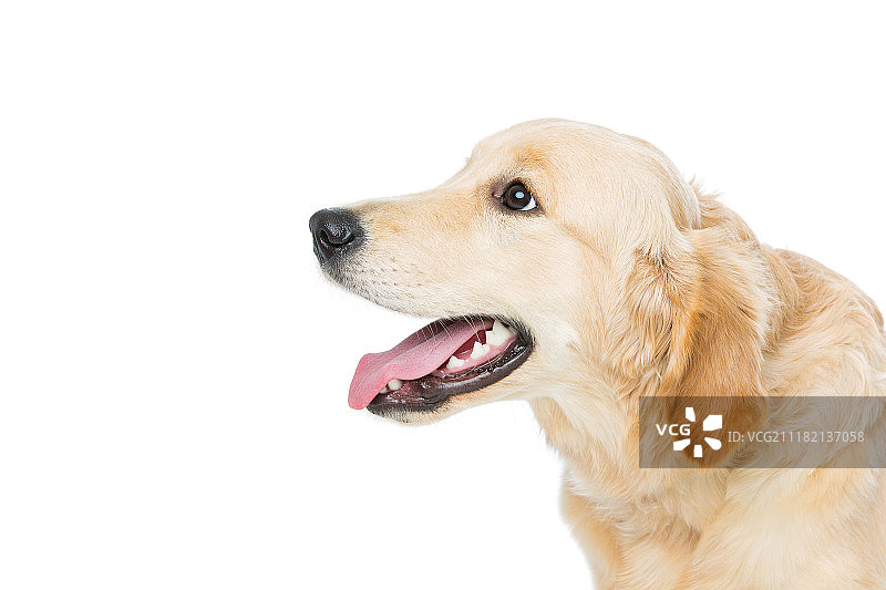 年轻漂亮的金毛寻回犬图片素材