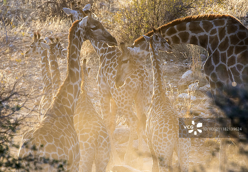 成群长颈鹿自然风光照片图片素材