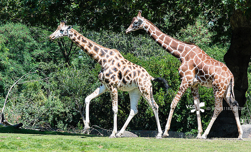 两个加拉菲酒瓶图片素材