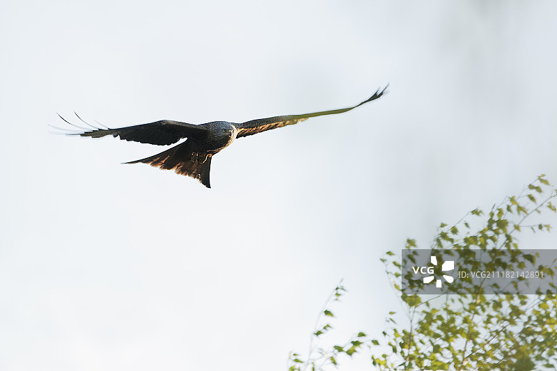红色的风筝图片素材