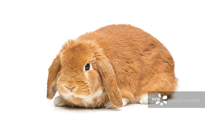 可爱的家兔图片素材