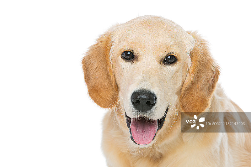 年轻漂亮的金毛寻回犬图片素材