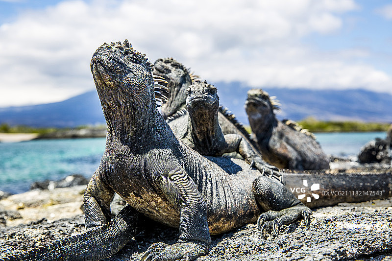 加拉帕戈斯群岛海鬣蜥图片素材