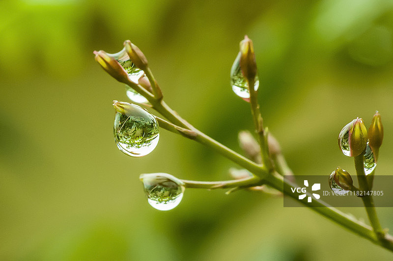 具有浅景深的雨滴反射图片素材