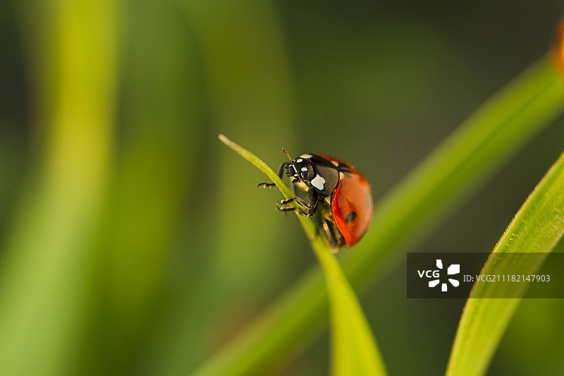 绿草地上的甲虫瓢虫图片素材