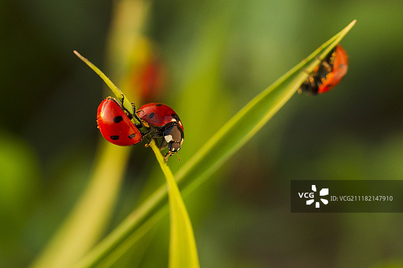 绿草地上的甲虫瓢虫图片素材
