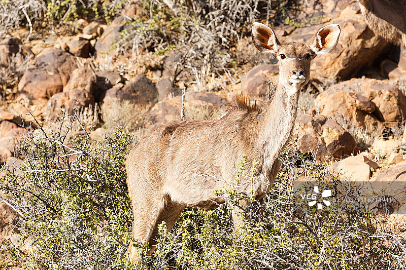 雌性条纹羚羊，野生动物园，博福特韦斯特图片素材