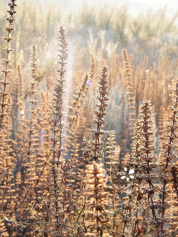 田野中的龙头草日出图片素材