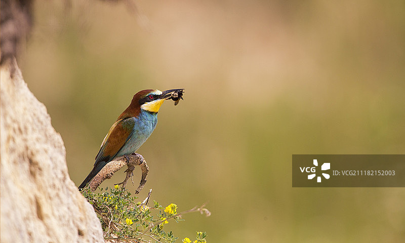 栗喉蜂虎图片素材