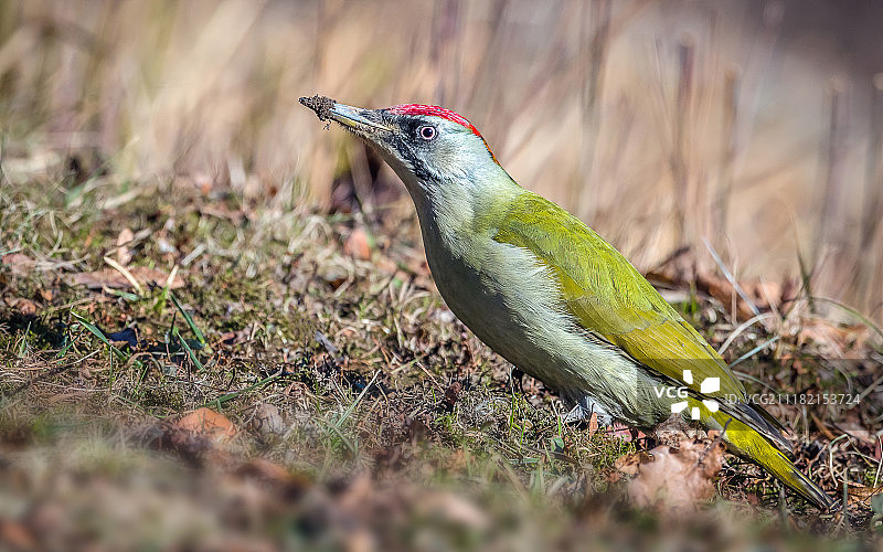绿色和灰色混血啄木鸟图片素材