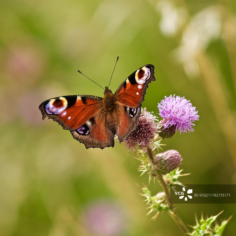 孔雀蛱蝶图片素材