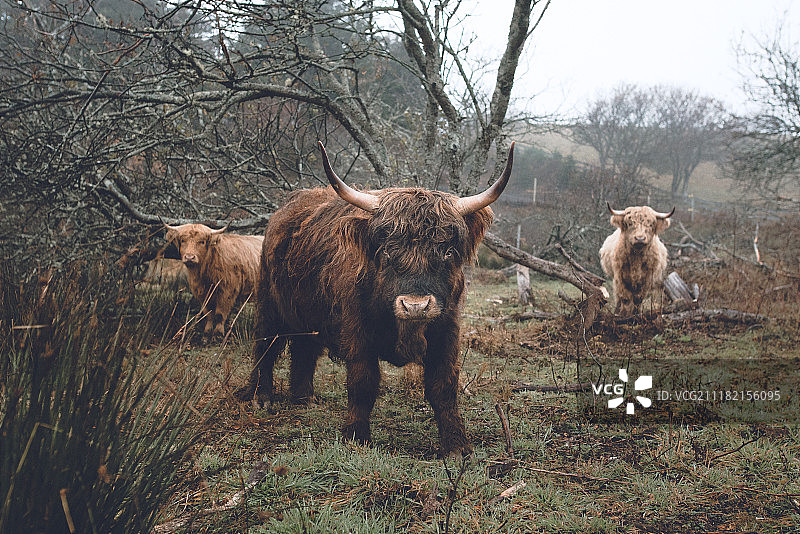 专辑封面图片素材