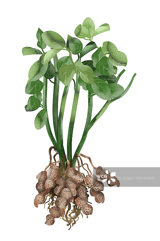 清新水彩风格植物系列图片素材