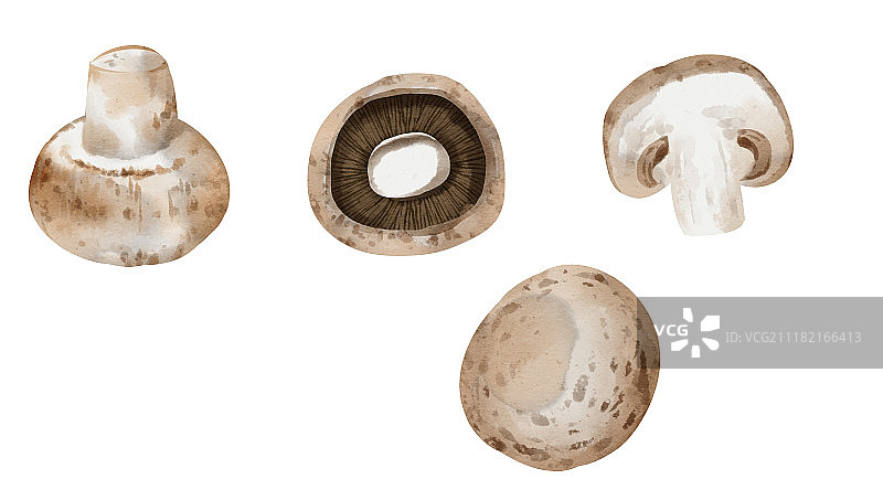 清新水彩风格植物系列图片素材