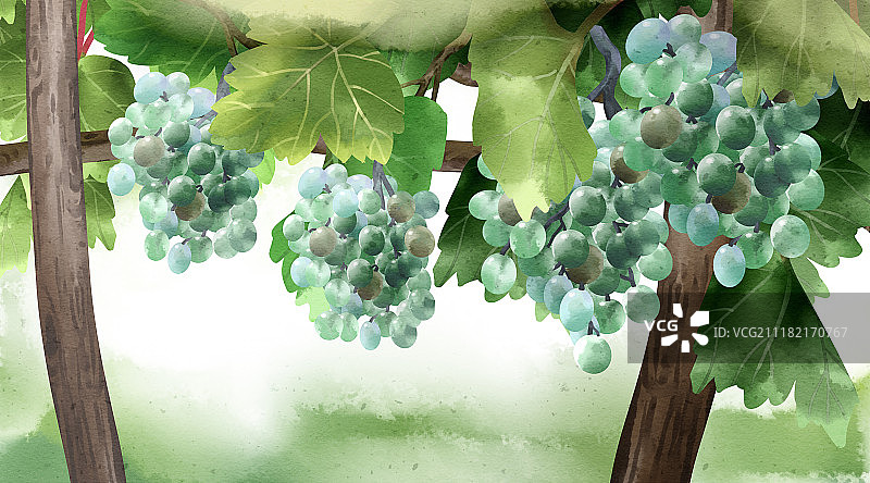 清新水彩风格植物系列之葡萄图片素材