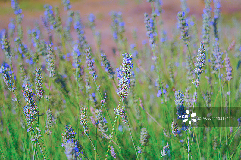薰衣草田图片素材