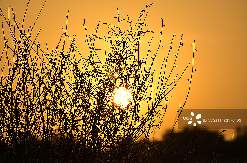 透过灌木丛的日落图片素材