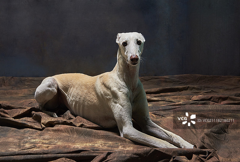 加尔戈犬图片素材