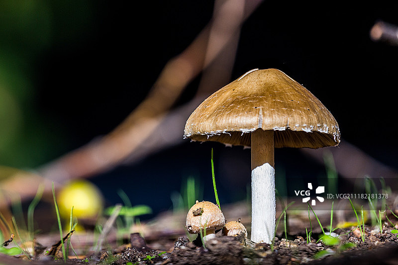 蘑菇特写图片素材