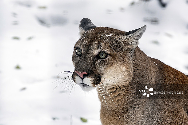美洲狮肖像图片素材