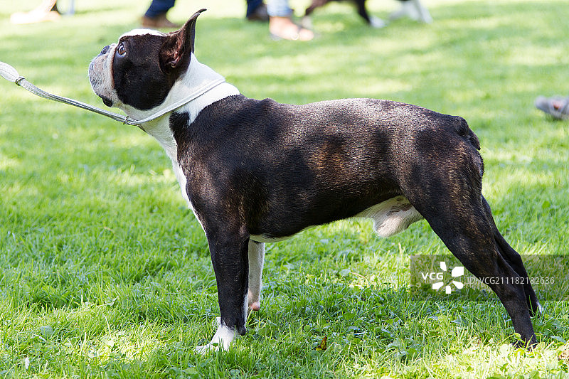 波士顿梗犬参加犬展图片素材