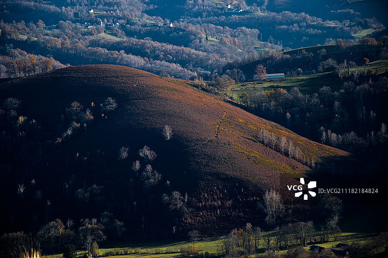 蕨类植物堆图片素材