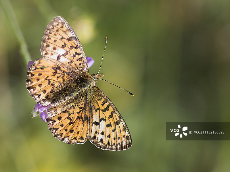 银斑蝶图片素材