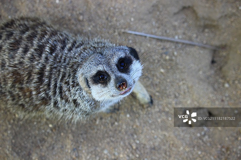 Hakuna Matata图片素材