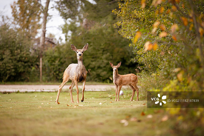 母鹿和小鹿相遇图片素材