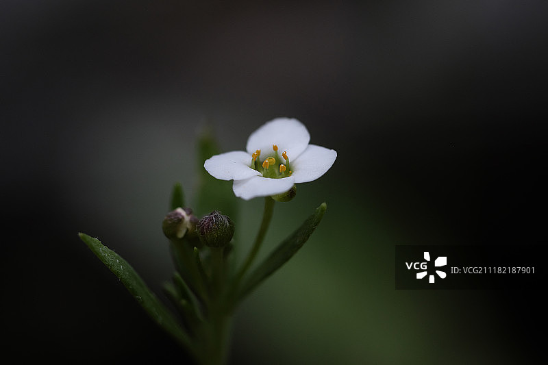 白色的花图片素材