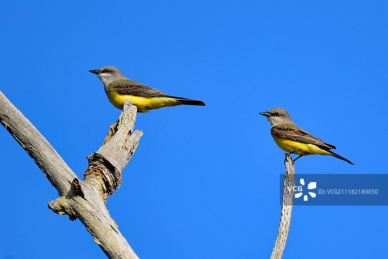 一对国王图片素材