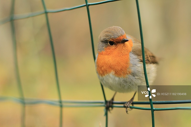 栅栏上的鸟图片素材