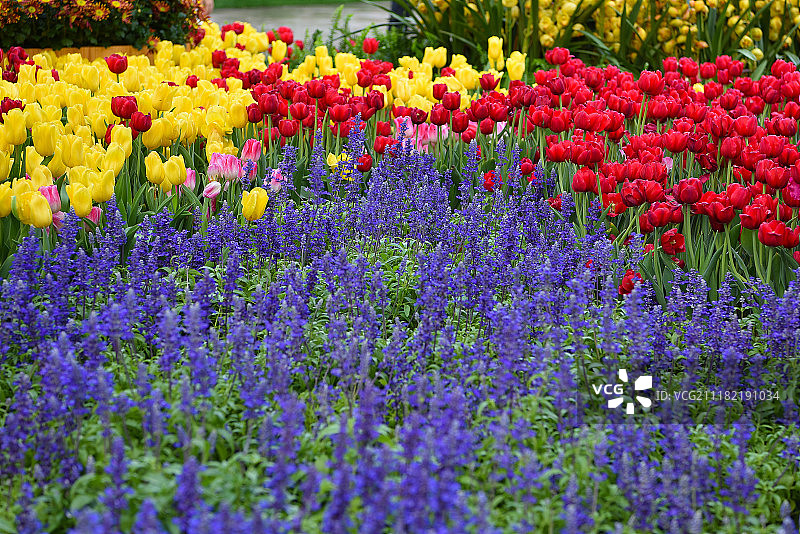 农历新年花卉图片素材