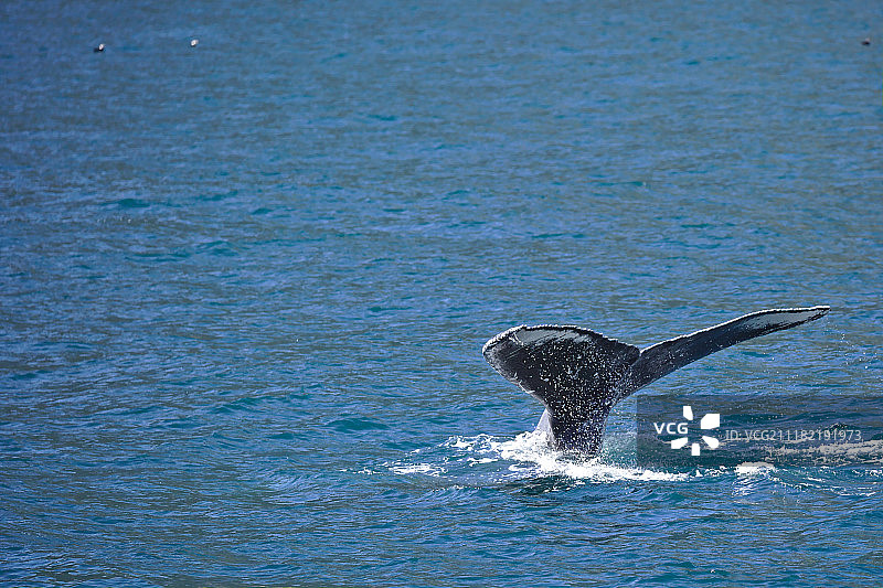 阿拉斯加鲸鱼图片素材